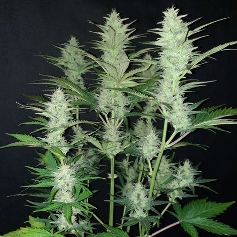 Raoul's Poison growlog timeline photo