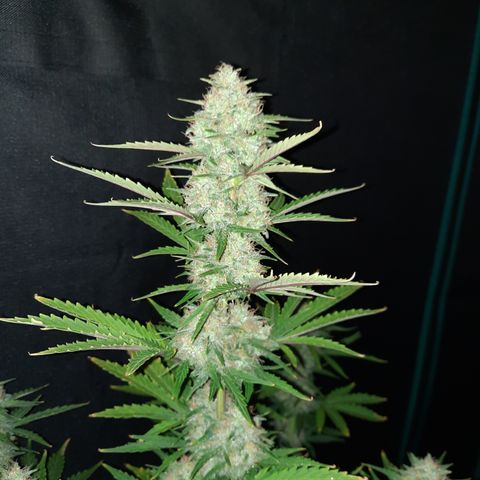 E-M Bruce vs Raoul auto growlog timeline photo