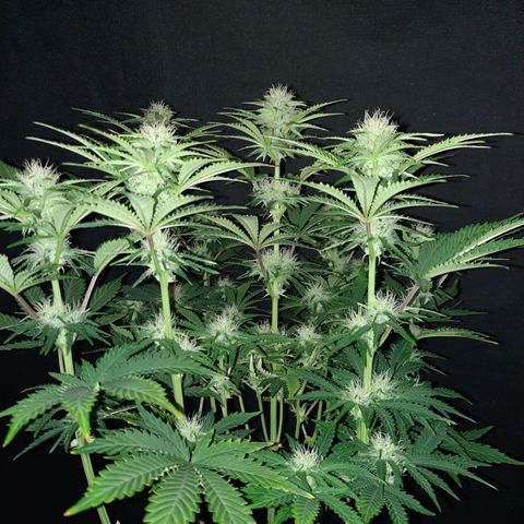 E-M Strawberry Duke auto growlog timeline photo