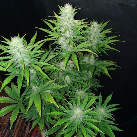 33 Sunsets growlog timeline photo