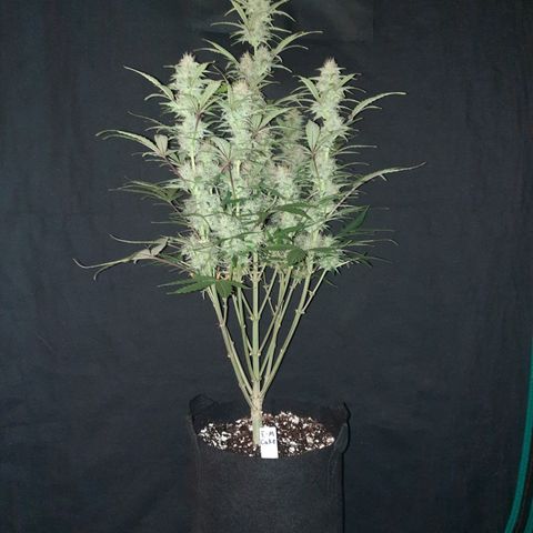 E-M Cake auto growlog timeline photo