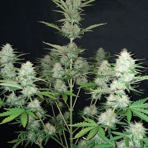 E-M Bruce vs Raoul auto growlog timeline photo