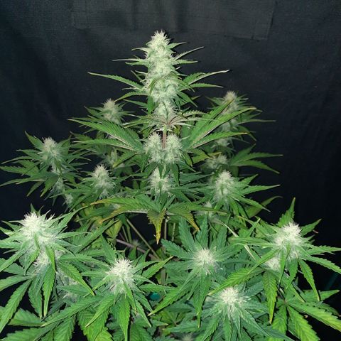 Easy Bud auto growlog timeline photo