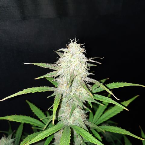 E-M Cake auto growlog timeline photo