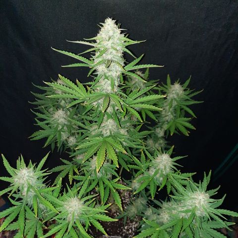 E-M Bruce vs Raoul auto growlog timeline photo