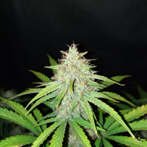 Madmartigan growlog timeline photo