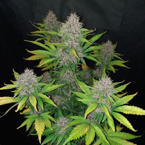 Dark Devil auto growlog timeline photo