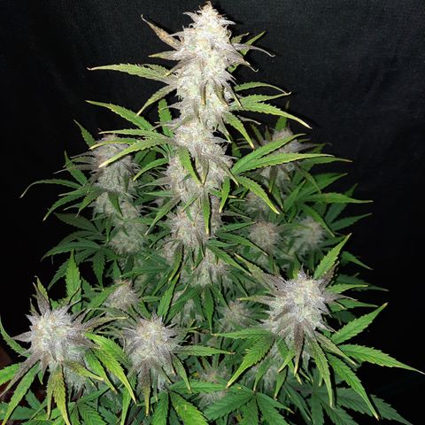 E-M Cake auto growlog timeline photo