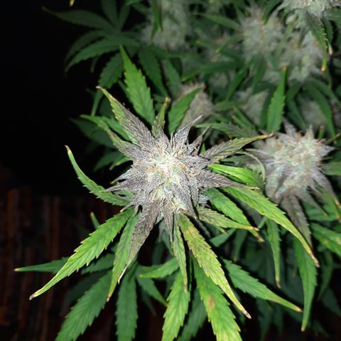 E-M Cake auto growlog timeline photo