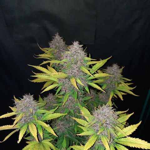 Dark Devil auto growlog timeline photo