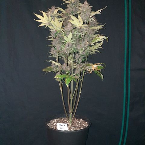 Dark Devil auto growlog timeline photo