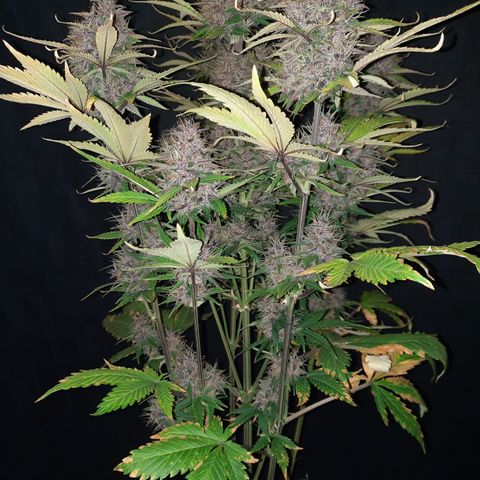 Dark Devil auto growlog timeline photo