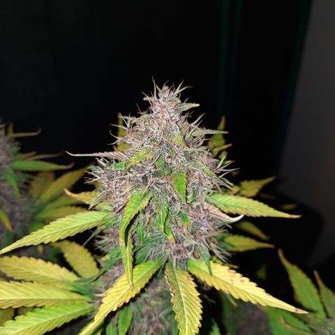 Dark Devil auto growlog timeline photo