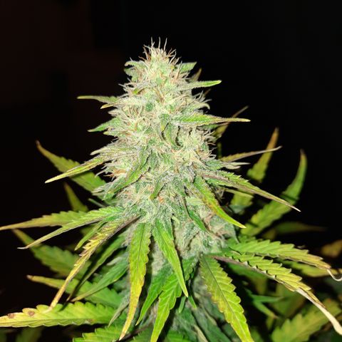 Easy Bud auto growlog timeline photo