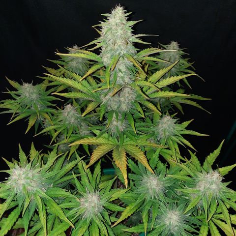 Easy Bud auto growlog timeline photo