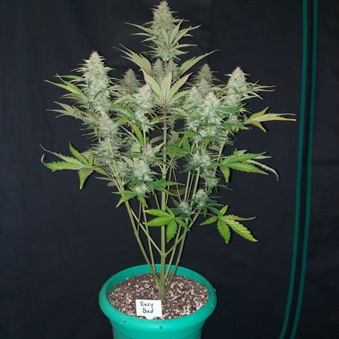 Easy Bud auto growlog timeline photo