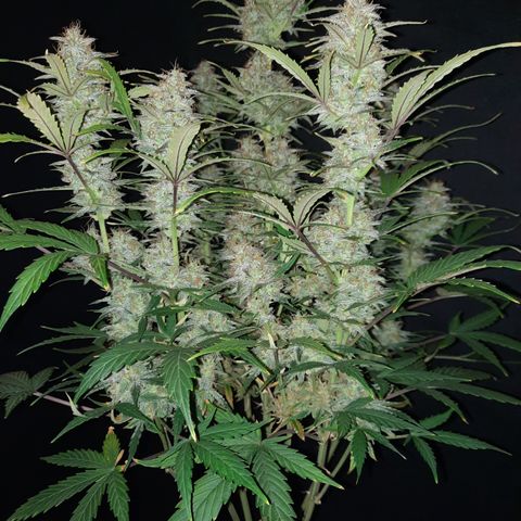 E-M Cake auto growlog timeline photo