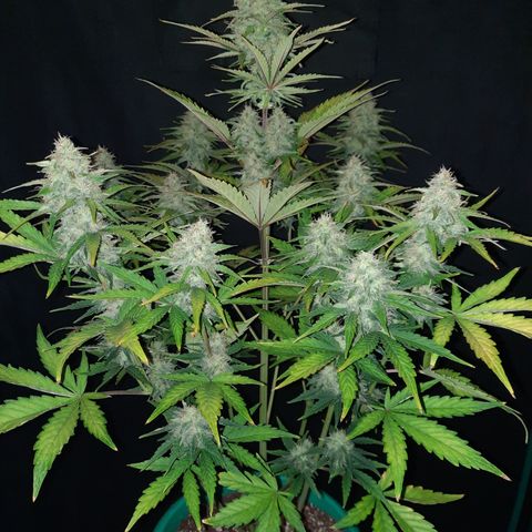 Easy Bud auto growlog timeline photo