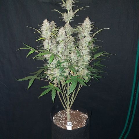 E-M Cake auto growlog timeline photo
