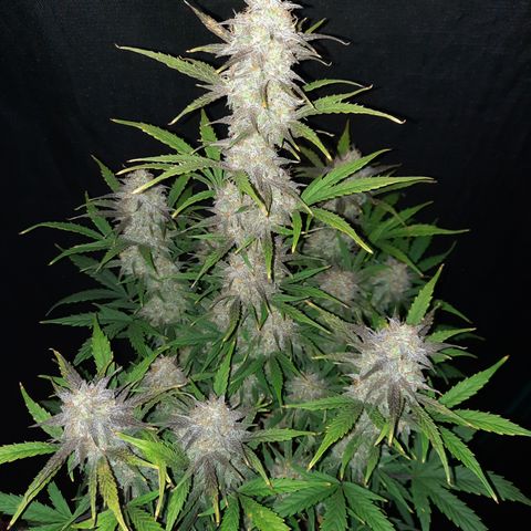 E-M Cake auto growlog timeline photo