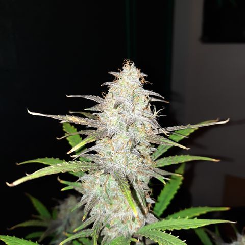 E-M Cake auto growlog timeline photo