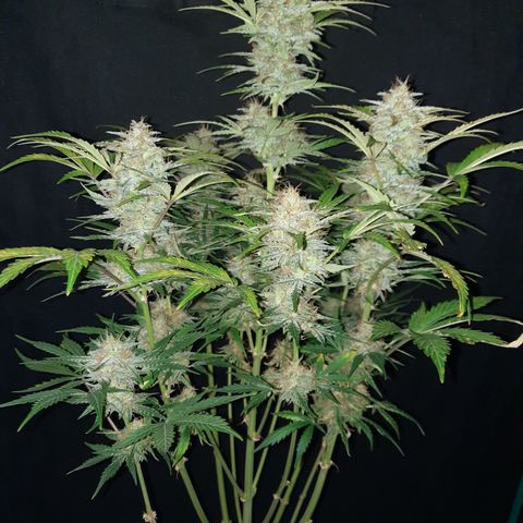 San Diego Sunsets growlog timeline photo