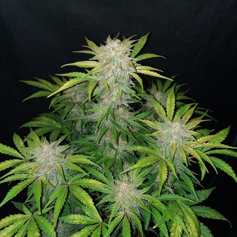 San Diego Sunsets growlog timeline photo