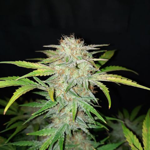 San Diego Sunsets growlog timeline photo