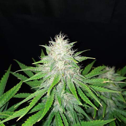 33 Sunsets growlog timeline photo