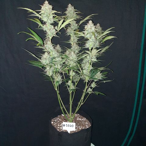 Madmartigan growlog timeline photo