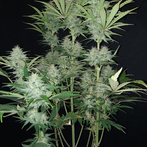 33 Sunsets growlog timeline photo