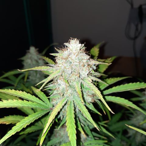 Madmartigan growlog timeline photo