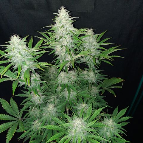 33 Sunsets growlog timeline photo
