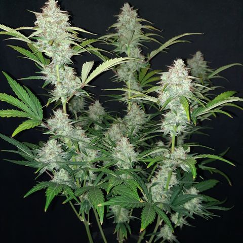 Madmartigan growlog timeline photo