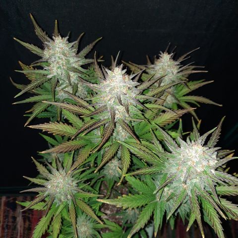 Raoul's Poison growlog timeline photo