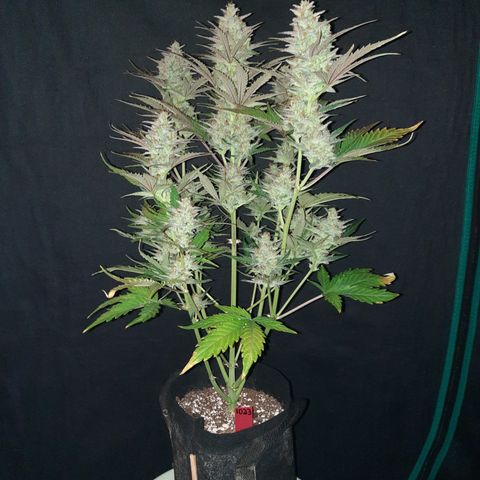 Raoul's Poison growlog timeline photo