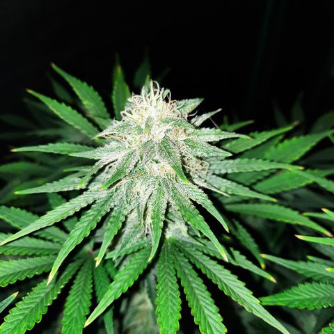 E-M Strawberry Duke auto growlog timeline photo