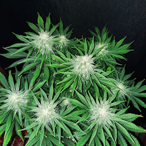 E-M Strawberry Duke auto growlog timeline photo