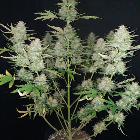 E-M Bruce vs Raoul auto growlog timeline photo