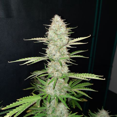 E-M Bruce vs Raoul auto growlog timeline photo