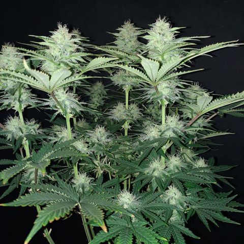 E-M Strawberry Duke auto growlog timeline photo