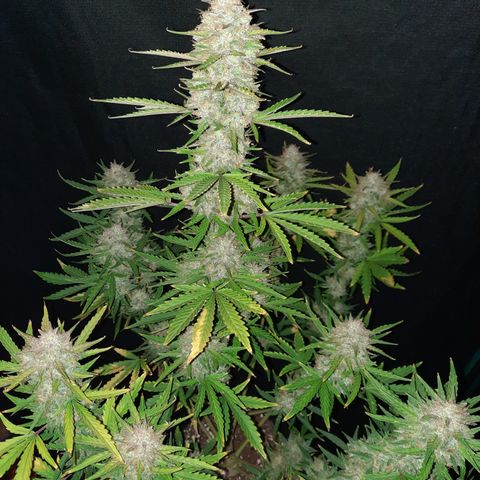 E-M Bruce vs Raoul auto growlog timeline photo