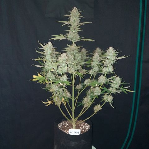 E-M Bruce vs Raoul auto growlog timeline photo