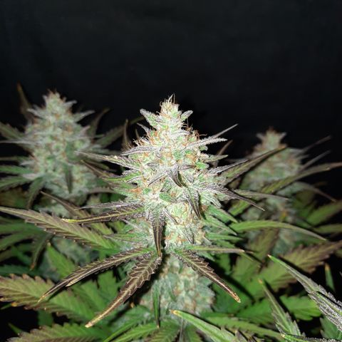 Raoul's Poison growlog timeline photo