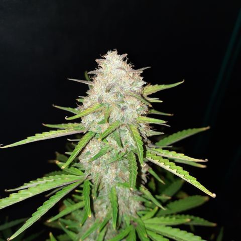 E-M Bruce vs Raoul auto growlog timeline photo