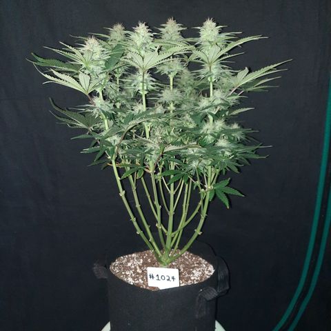 E-M Strawberry Duke auto growlog timeline photo