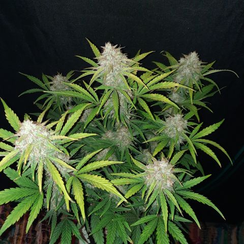 Madmartigan growlog timeline photo
