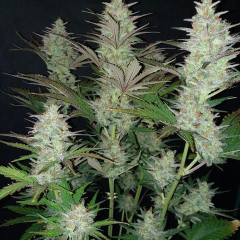 Raoul's Poison growlog timeline photo