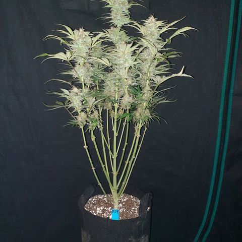 San Diego Sunsets growlog timeline photo