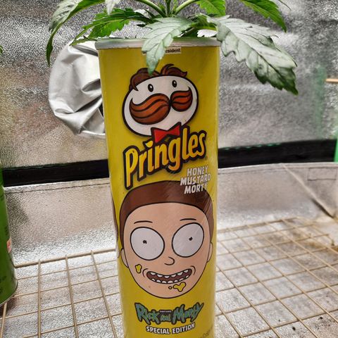 Mango for President growlog timeline photo